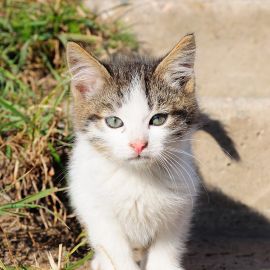 Глинская пустынь. Пушистый обитатель Паломничество в Глинскую пустынь. Фоторепортаж Алексея