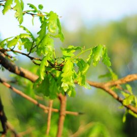 Красота в деталях Духовные чада отца Виктора на природе. 06.05.2012 г.