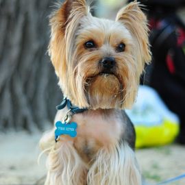 Тузику Петрову тоже понравилась вылазка Духовные чада отца Виктора на природе. 06.05.2012 г.