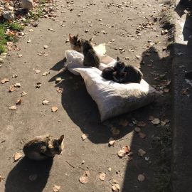Неучтеные насельники пустыни Паломническая поездка в Глинскую пустынь. 21-22.10.2017 г.