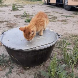 Помощник по мытью котлов Выезд на природу, 4.09.2021 г.